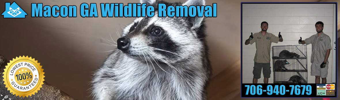 Macon Wildlife and Animal Removal